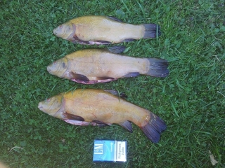 Tench