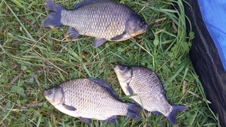 Crucian carp