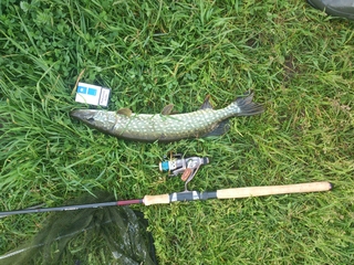 Northern Pike
