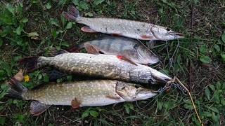 Northern Pike