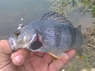 Eurasian perch