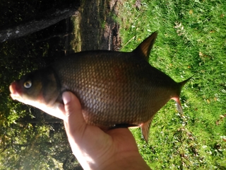Carp bream