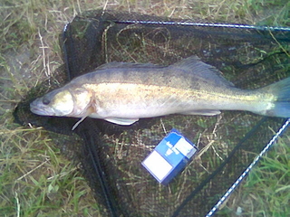 Pike perch