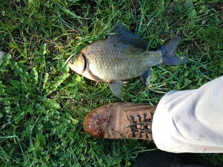 Crucian carp