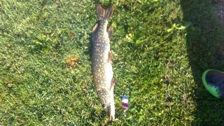 Northern Pike