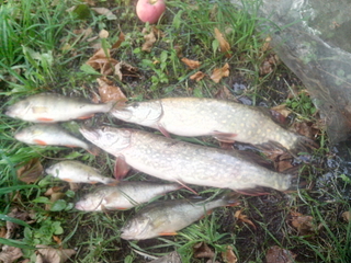Northern Pike