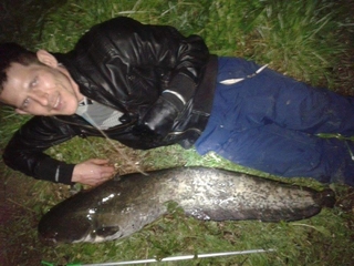 Wels catfish