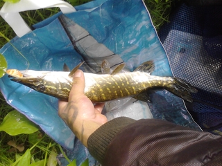 Northern Pike