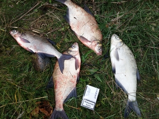 Carp bream