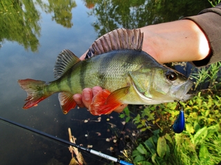 Eurasian perch