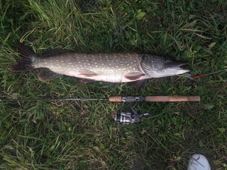 Northern Pike