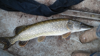 Northern Pike