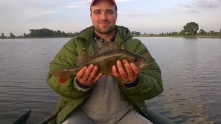 Eurasian perch