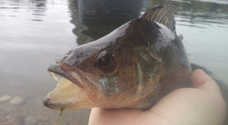 Eurasian perch