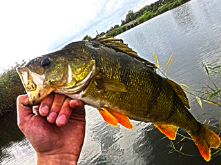 Eurasian perch