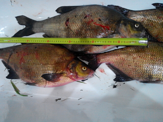 Carp bream