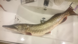 Northern Pike