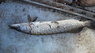Northern Pike