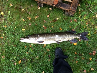 Northern Pike