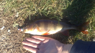 Eurasian perch