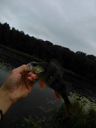 Eurasian perch