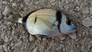 Common two-banded sea bream