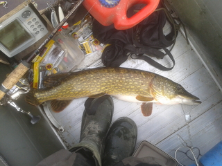Northern Pike