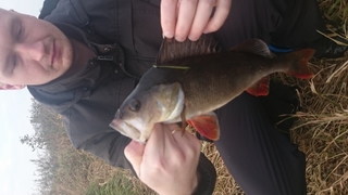 Eurasian perch