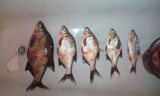 Carp bream