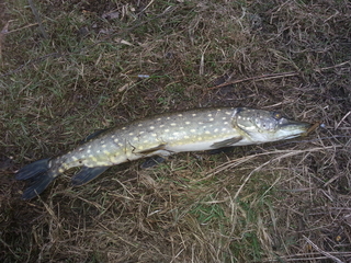 Northern Pike