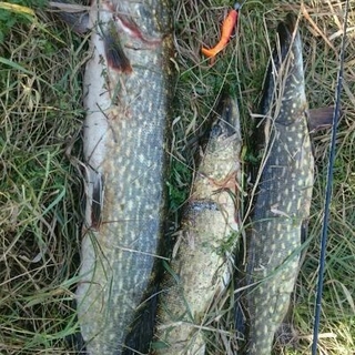 Northern Pike