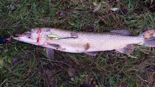 Northern Pike