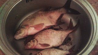 Carp bream