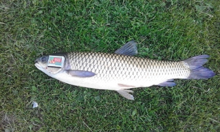 Grass carp