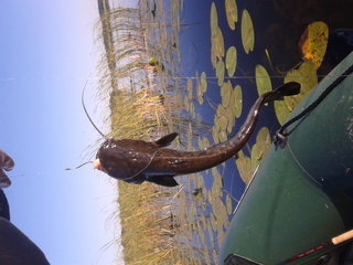 Wels catfish