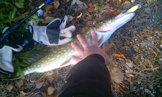 Northern Pike
