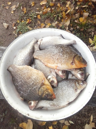 Silver Bream