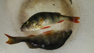 Eurasian perch