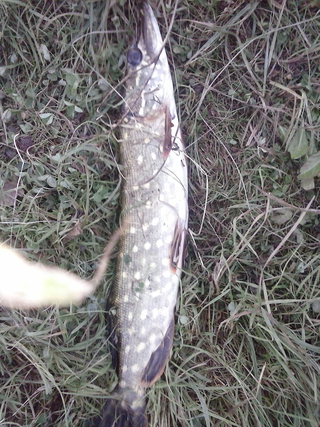 Northern Pike
