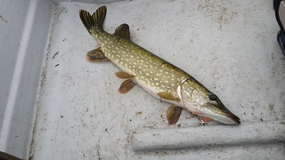 Northern Pike