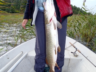 Northern Pike