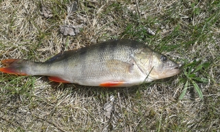 Eurasian perch