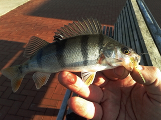Eurasian perch