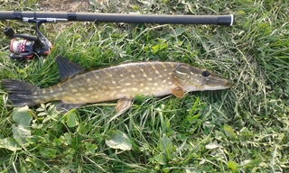 Northern Pike