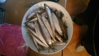 European smelt