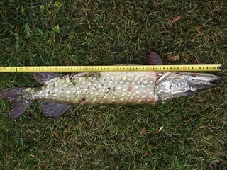 Northern Pike