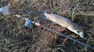 Northern Pike