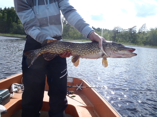 Northern Pike