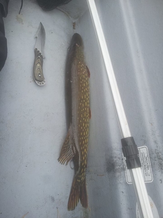 Northern Pike