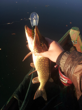 Northern Pike